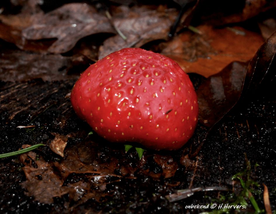 Welke paddestoel is dit ??